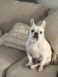 Lost Male Dog last seen Saviers, Oxnard, CA 93033