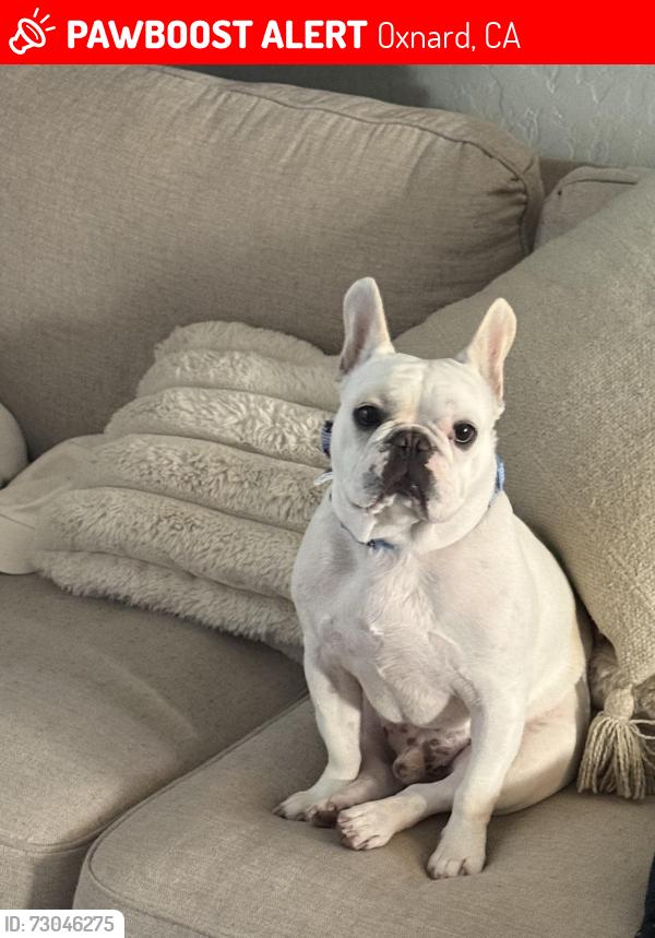 Lost Male Dog last seen Saviers, Oxnard, CA 93033