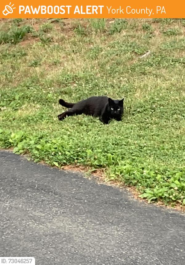 Found/Stray Male Cat last seen Mt Olivet Rd and RT 24, Winterstown PA, York County, PA 17322