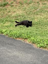 Found/Stray Male Cat last seen Mt Olivet Rd and RT 24, Winterstown PA, York County, PA 17322