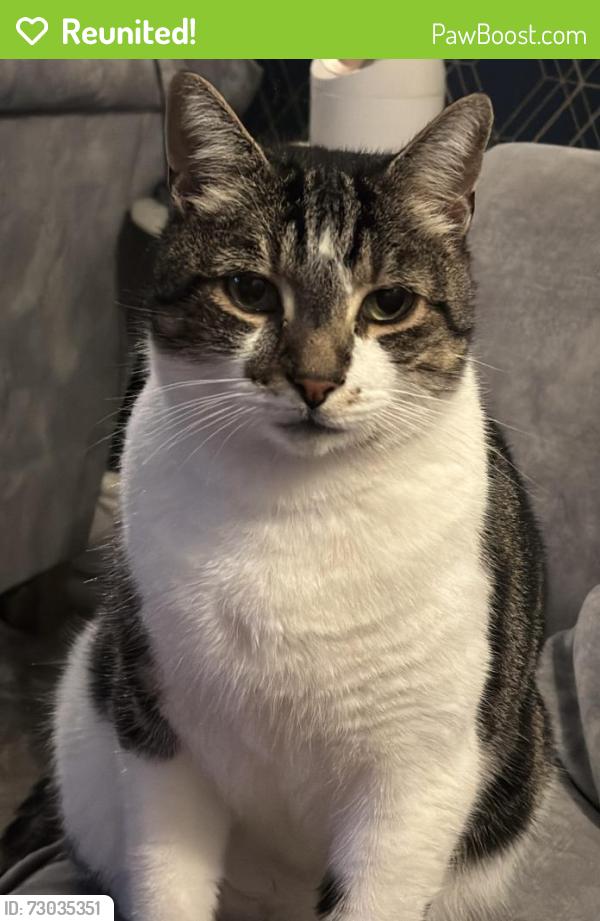 Reunited Male Cat last seen  cranes park road , Sheldon, Birmingham, West Midlands, England B26 3ST