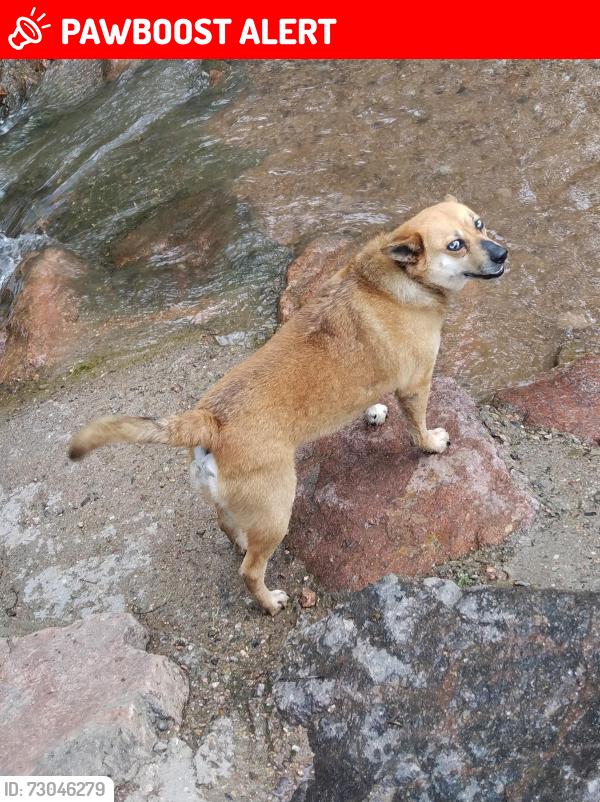 Lost Male Dog last seen Hancock dr, Colorado Springs, CO 80910