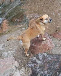 Lost Male Dog last seen Hancock dr, Colorado Springs, CO 80910