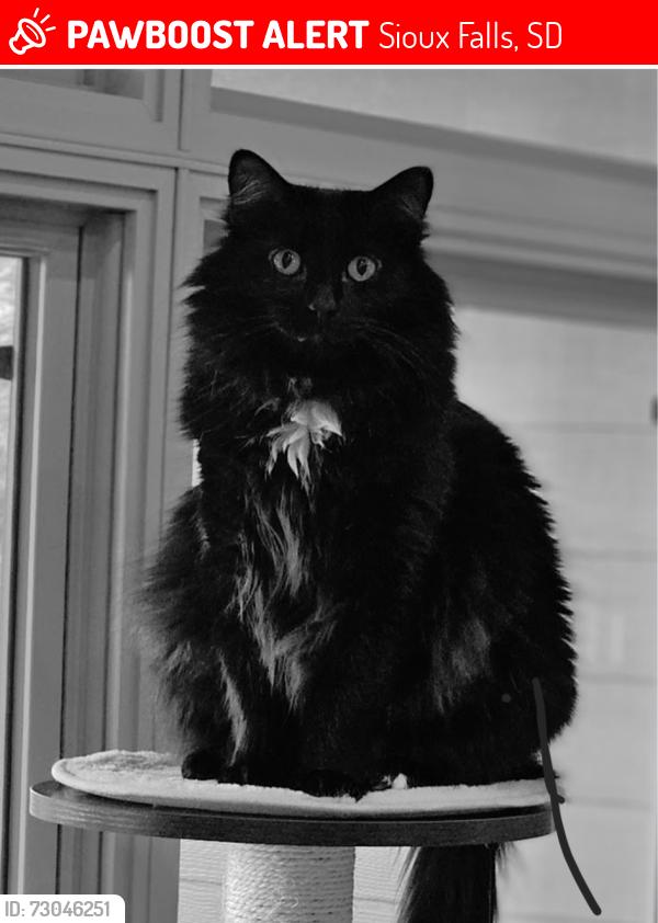 Lost Male Cat last seen W 15th and browning ave, Sioux Falls, SD 57107