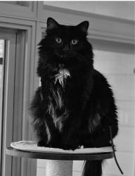 Lost Male Cat last seen W 15th and browning ave, Sioux Falls, SD 57107