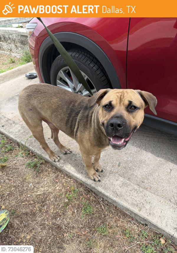 Found/Stray Male Dog last seen Shady Brook Lane, Dallas, TX 75206