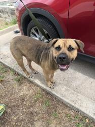 Found/Stray Male Dog last seen Shady Brook Lane, Dallas, TX 75206