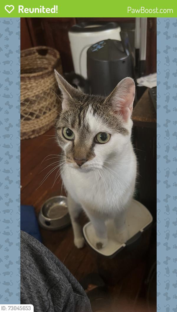 Reunited Male Cat last seen Tulpehovken, Philadelphia, PA 19144