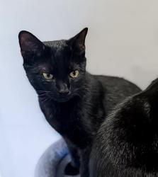 Lost Male Cat last seen Near Smithfield country club, Easley, SC 29642