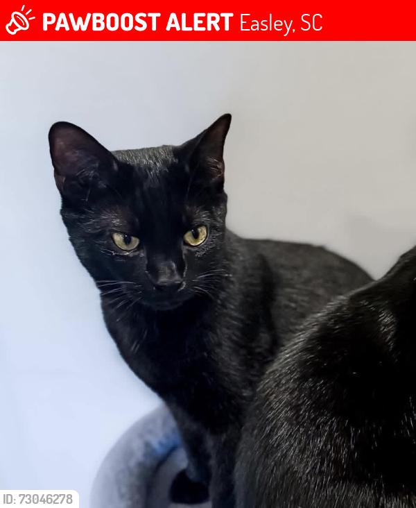 Lost Male Cat last seen Near Smithfield country club, Easley, SC 29642
