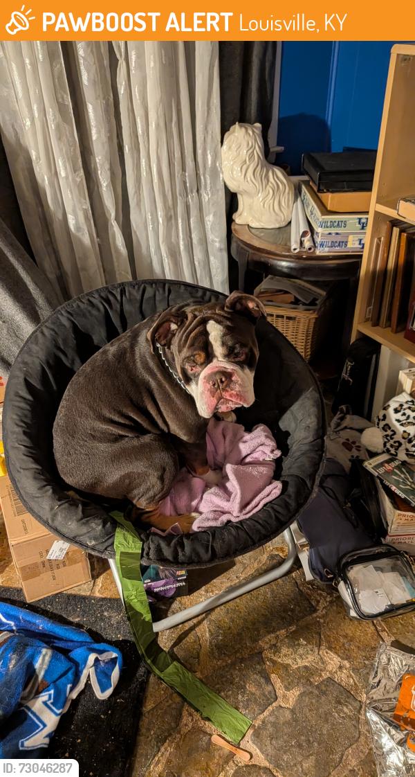 Found/Stray Male Dog last seen Crums Lane, Hartlage CT area, Louisville, KY 40216