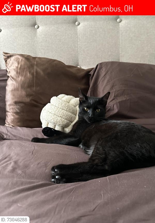 Lost Female Cat last seen Lake Club Square, Columbus, OH 43232