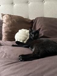 Lost Female Cat last seen Lake Club Square, Columbus, OH 43232