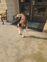 Found/Stray Unknown Dog last seen Strake, Spring, TX 77389