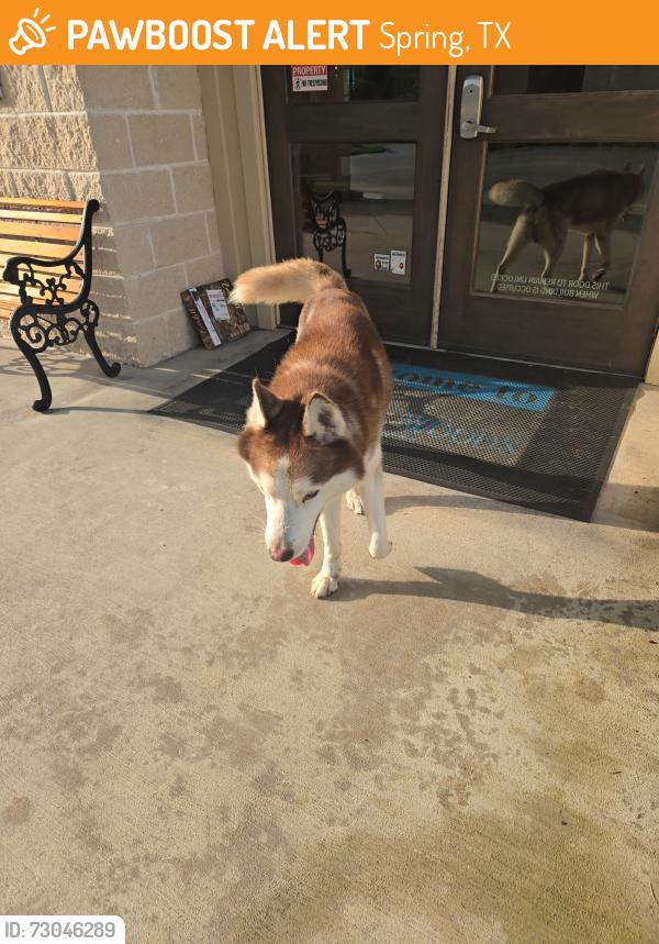 Found/Stray Unknown Dog last seen Strake, Spring, TX 77389
