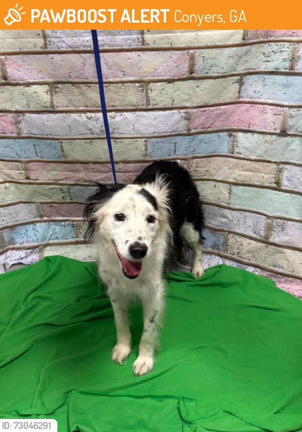 Found/Stray Unknown Dog last seen Located at Rockdale County Animal Service, 1506 Rockbridge Road, Conyers, GA 30012, Conyers, GA 30012