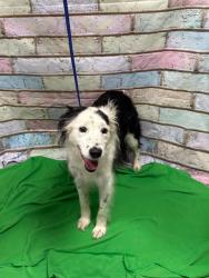 Found/Stray Unknown Dog last seen Located at Rockdale County Animal Service, 1506 Rockbridge Road, Conyers, GA 30012, Conyers, GA 30012