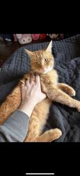 Lost Male Cat last seen rivers edge apmts 1 Catawba CircleColumbia, SC 29201United States, Columbia, SC 29201