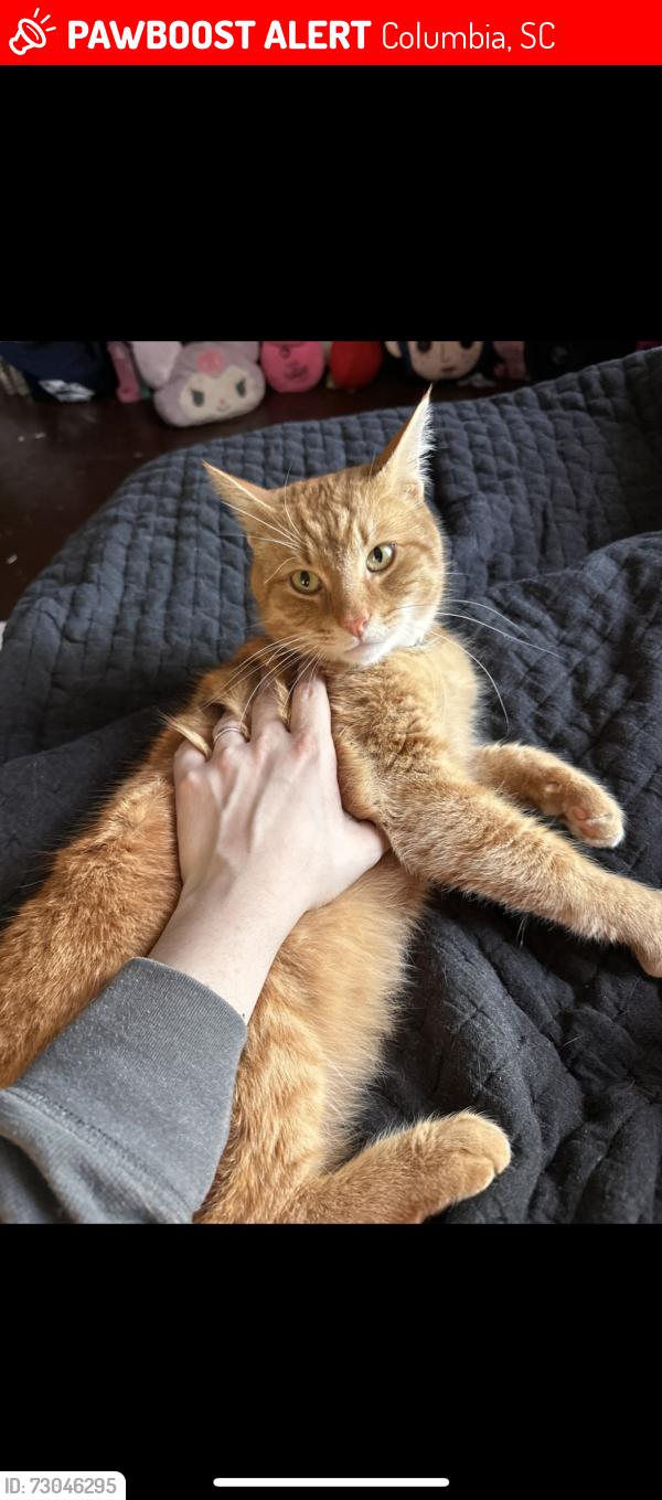 Lost Male Cat last seen rivers edge apmts 1 Catawba CircleColumbia, SC 29201United States, Columbia, SC 29201