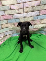 Found/Stray Unknown Dog last seen Located at Rockdale County Animal Service, 1506 Rockbridge Road, Conyers, GA 30012, Conyers, GA 30012