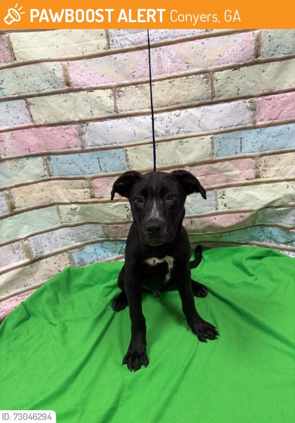 Found/Stray Unknown Dog last seen Located at Rockdale County Animal Service, 1506 Rockbridge Road, Conyers, GA 30012, Conyers, GA 30012