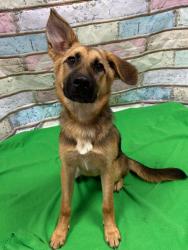Found/Stray Unknown Dog last seen Located at Rockdale County Animal Service, 1506 Rockbridge Road, Conyers, GA 30012, Conyers, GA 30012