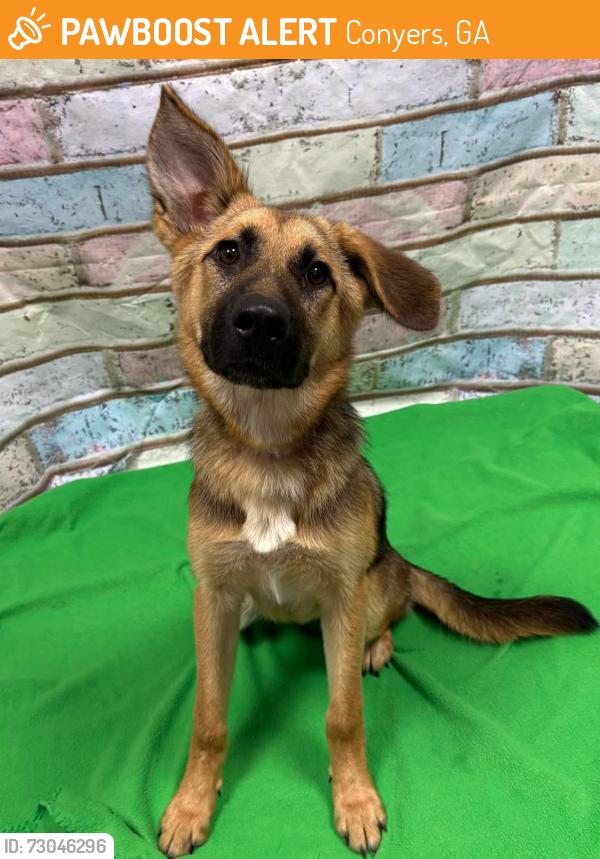 Found/Stray Unknown Dog last seen Located at Rockdale County Animal Service, 1506 Rockbridge Road, Conyers, GA 30012, Conyers, GA 30012
