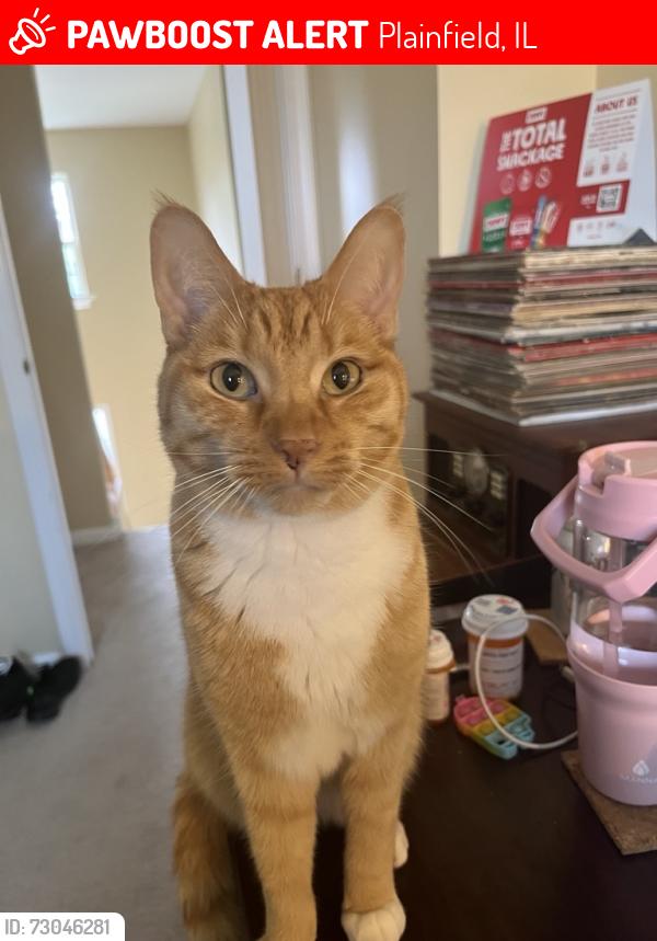 Lost Male Cat last seen Near Southworth Cir, Plainfield, IL 60586