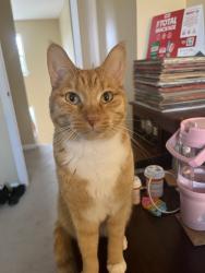 Lost Male Cat last seen Near Southworth Cir, Plainfield, IL 60586
