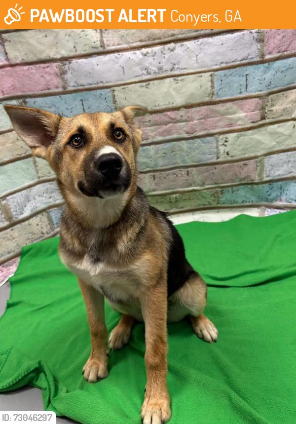 Found/Stray Unknown Dog last seen Located at Rockdale County Animal Service, 1506 Rockbridge Road, Conyers, GA 30012, Conyers, GA 30012