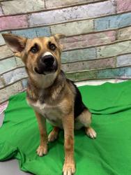 Found/Stray Unknown Dog last seen Located at Rockdale County Animal Service, 1506 Rockbridge Road, Conyers, GA 30012, Conyers, GA 30012