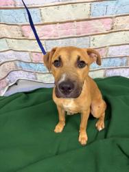Found/Stray Unknown Dog last seen Located at Rockdale County Animal Service, 1506 Rockbridge Road, Conyers, GA 30012, Conyers, GA 30012