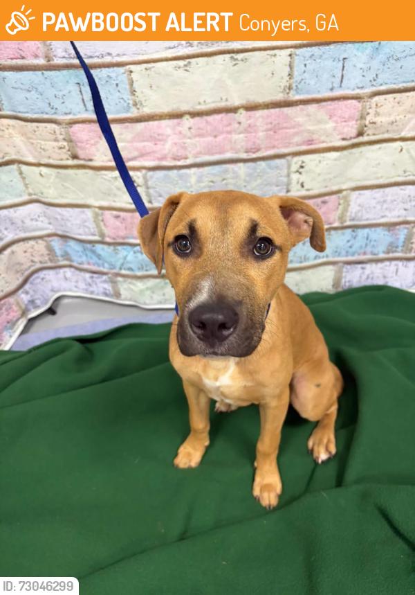 Found/Stray Unknown Dog last seen Located at Rockdale County Animal Service, 1506 Rockbridge Road, Conyers, GA 30012, Conyers, GA 30012