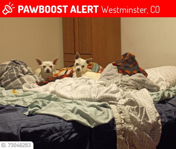 Lost Male Dog last seen 90th and everett st, Westminster, CO 80021