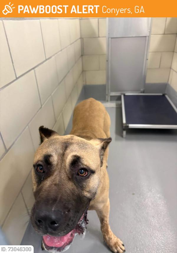 Found/Stray Unknown Dog last seen Located at Rockdale County Animal Service, 1506 Rockbridge Road, Conyers, GA 30012, Conyers, GA 30012