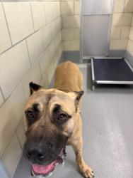 Found/Stray Unknown Dog last seen Located at Rockdale County Animal Service, 1506 Rockbridge Road, Conyers, GA 30012, Conyers, GA 30012