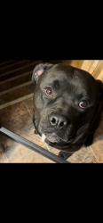 Reunited Male Dog last seen Shore Dr, Harvey, IL 60426