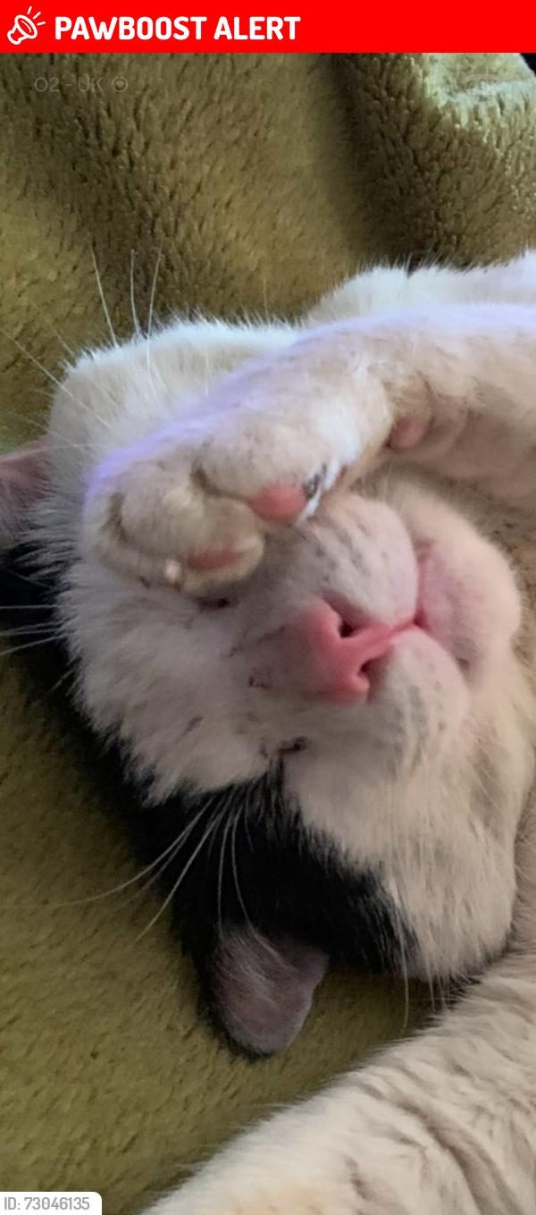 Lost Male Cat last seen Rg30 2hz, Tilehurst, England RG30 4HZ