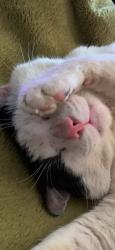 Lost Male Cat last seen Rg30 2hz, Tilehurst, England RG30 4HZ