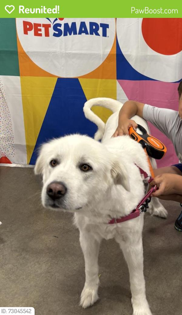 Reunited Female Dog last seen Near Westbranch Way, Victorville, CA 92392, USA, Victorville, CA 92392