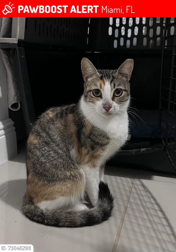 Lost Female Cat last seen Flagler Street and 33 Avenue, Miami, FL 33135