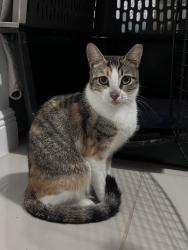 Lost Female Cat last seen Flagler Street and 33 Avenue, Miami, FL 33135