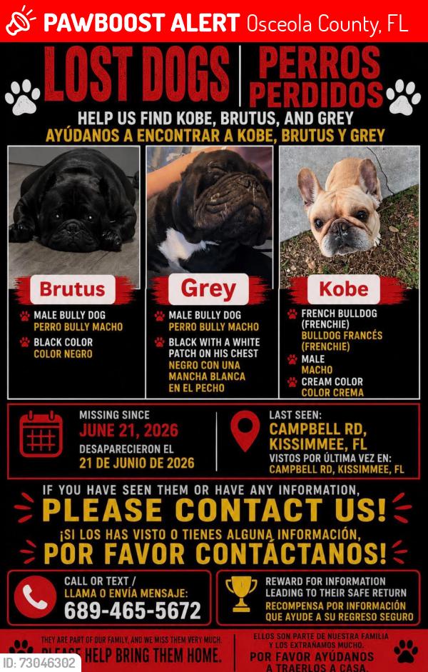 Lost Male Dog last seen Campbell Rd Kissimmee FL, Osceola County, FL 34746