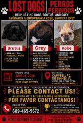 Lost Male Dog last seen Campbell Rd Kissimmee FL, Osceola County, FL 34746