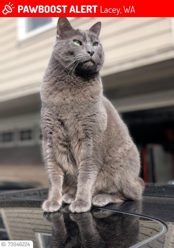 Lost Male Cat last seen Meridian Road NE Lacey WA, Lacey, WA 98516