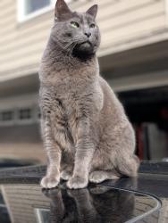 Lost Male Cat last seen Meridian Road NE Lacey WA, Lacey, WA 98516