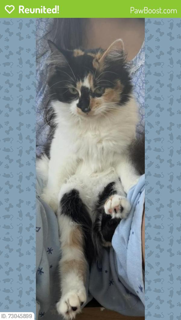 Reunited Female Cat last seen S 43rd St., Omaha, NE 68144
