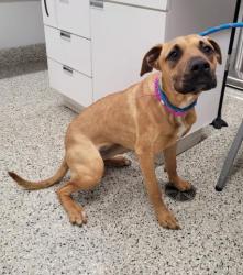 Shelter Stray Female Dog last seen Near BLOCK PRAIRIE ST, DETROIT, MI 48204, 7401 Chrysler Dr, Detroit, MI 48211, USA