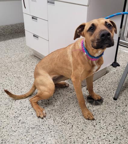 Shelter Stray Female Dog last seen Near BLOCK PRAIRIE ST, DETROIT, MI 48204, 7401 Chrysler Dr, Detroit, MI 48211, USA