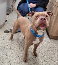 Shelter Stray Male Dog last seen Near BLOCK HUNTINGTON RD, DETROIT, MI 48219, 7401 Chrysler Dr, Detroit, MI 48211, USA